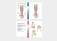 Load image into Gallery viewer, Trail Guide to the Body flashcards for anatomy learning.