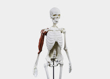 Load image into Gallery viewer, Skeleton displaying upper body anatomical movements.