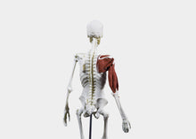 Load image into Gallery viewer, Anatomy modeling clay with a sculpted skeleton in a prone position, displaying the back muscles and spine.