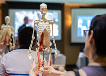 Load image into Gallery viewer, A detailed skeletal model focused on anatomical movement, ideal for educational purposes.