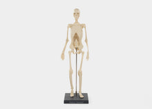 Load image into Gallery viewer, Anatomy Movement Skeleton for educational insights on human movement.
