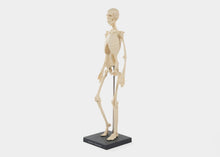 Load image into Gallery viewer, Anatomical skeleton model for studying movement.
