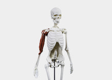 Load image into Gallery viewer, Skeleton displaying upper body anatomical movements.
