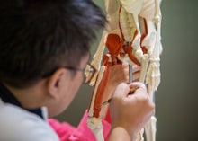 Load image into Gallery viewer, Man carefully pointing out features on an anatomical skeleton model.
